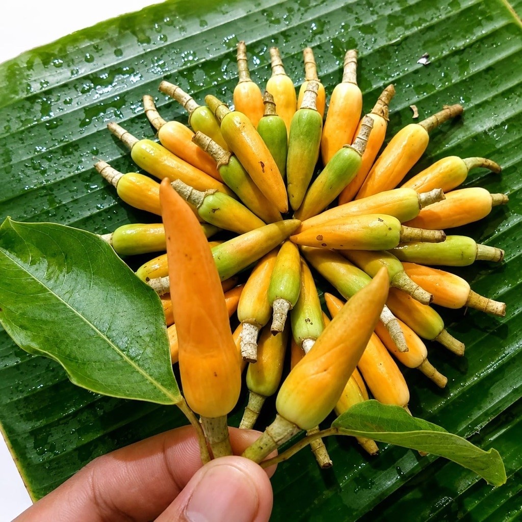 Bunga kantil Segar | kembang kantil ( Bunga cempaka )