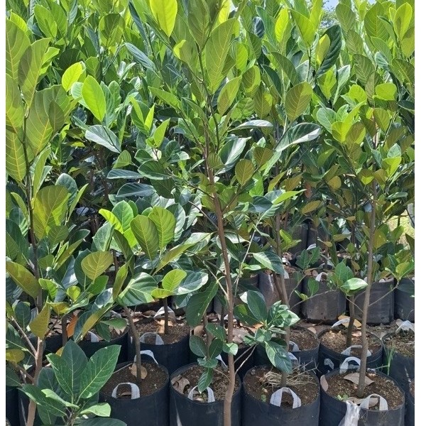 BIBIT NANGKA J33, NANGKA MERAH UKURAN 2 METER