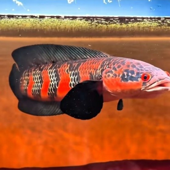 chana red barito super 14-16cm