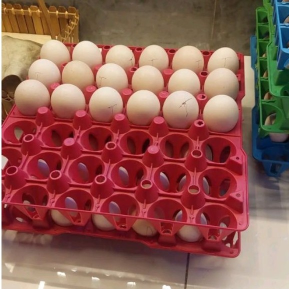 TELUR AYAM PHILIPIN DAN AK47