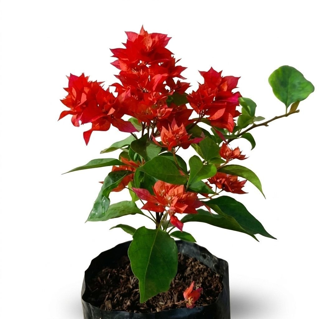 tanaman hias bibit Bougenville anggur red Chili - bibit Bougenville