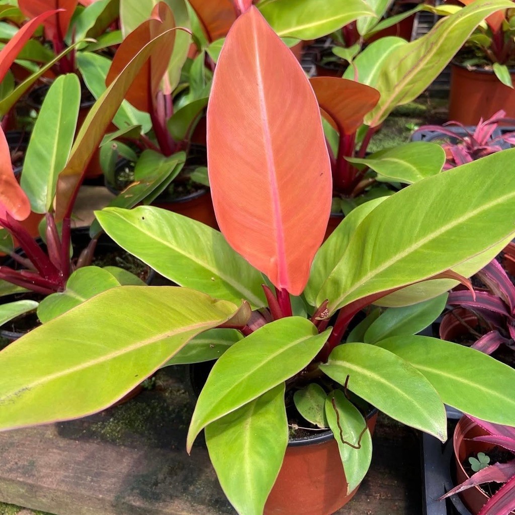 Tanaman hias philodendron red cherry - Philodendron red cherry