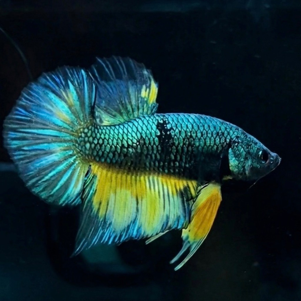 (REAL PIC) GIANT HMPK AVATAR GREEN BO 4.7 CUPANG JANTAN