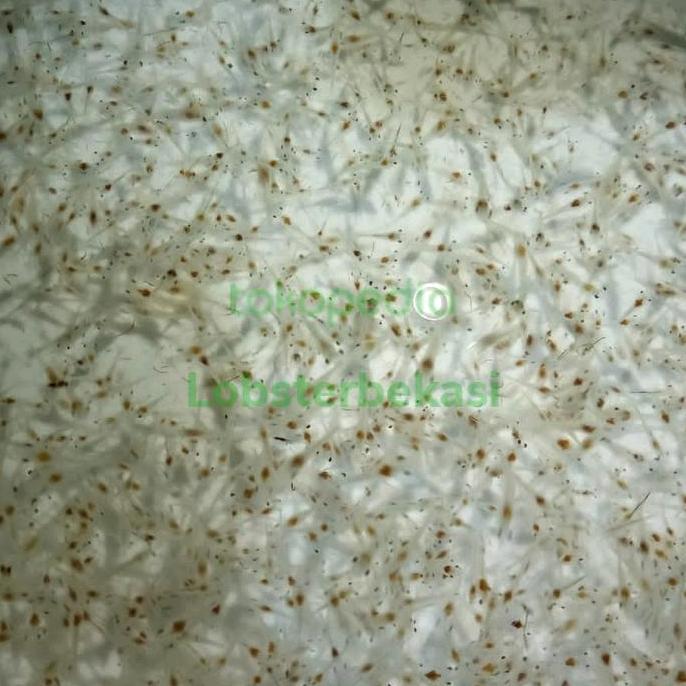 bibit benur vaname air tawar 5000 ekor