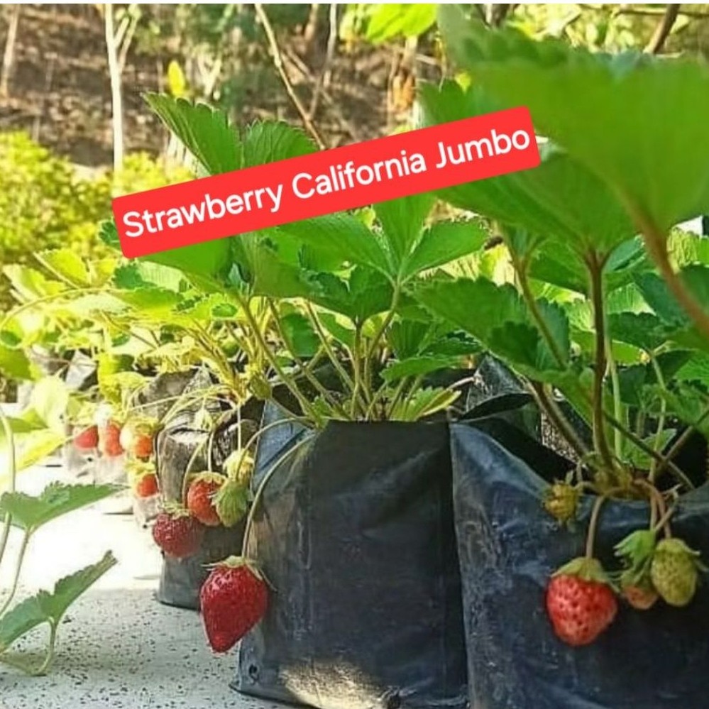 bibit strawberry california jumbo