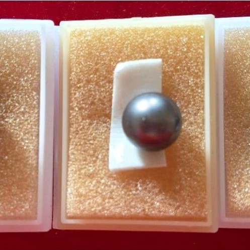 mutiara hitam asli