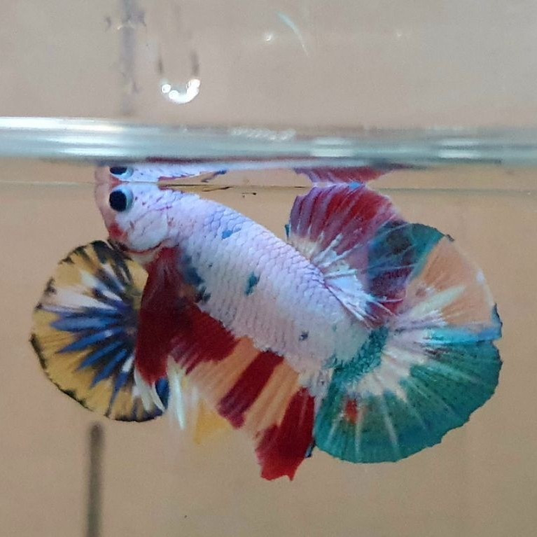hmpk nemo candy gold realpict