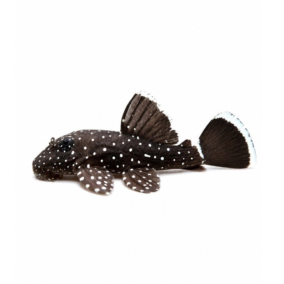 Pleco L 183