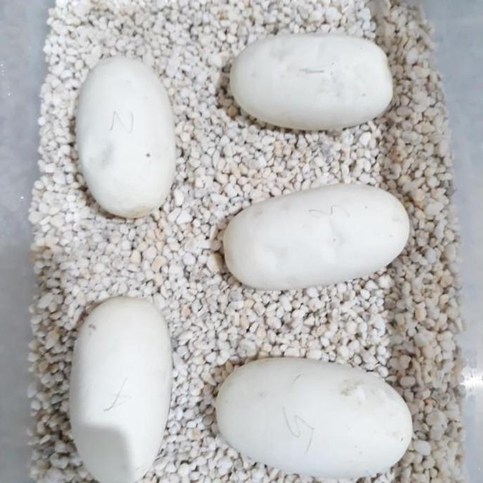 Clickgarden- Perlite, Media Penetasan Telur, Ular, Gecko, Import, Inkubator,