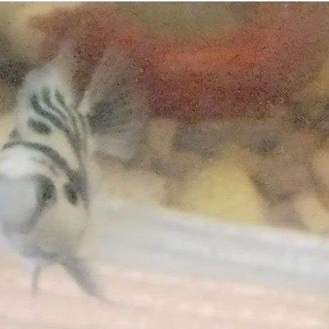 Ikan Blue Polar