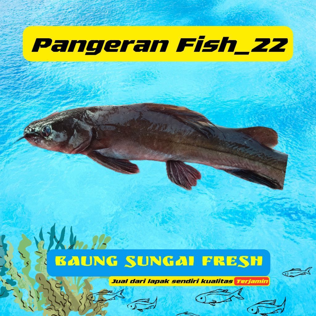 Ikan Baung Sungai Fresh - Palembang