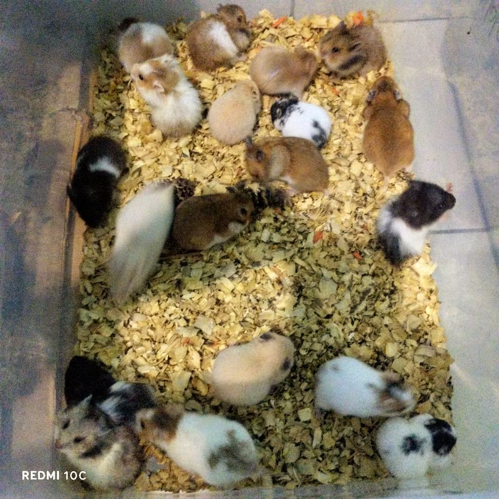 Hamster Syrian Lucu, Gembul, Jinak Sirian BigBone - Bulu Panjang Bulu Pendek Domspot Golden Fujiyama