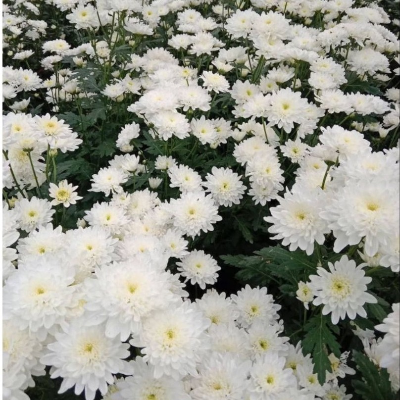 Bunga Potong - Bunga Aster