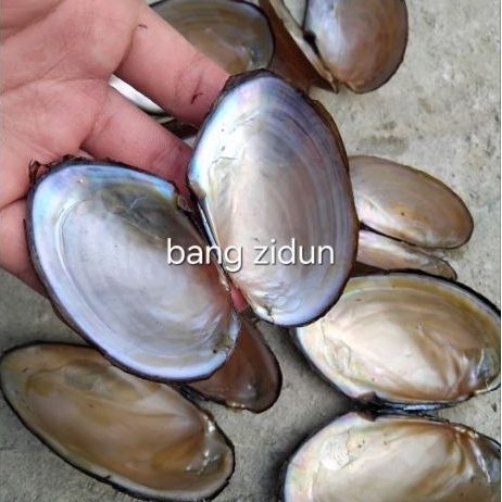 cangkang kerang kijing kerang bersih bahan kerajinan free packing