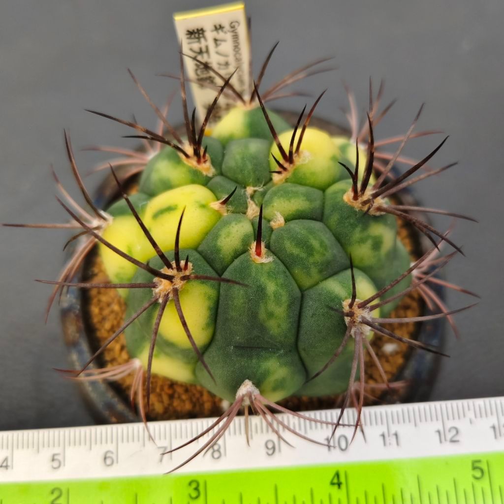 Gymnocalycium saglionis variegata
