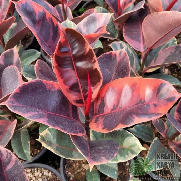 Promo Tanaman hias ficus elastica ruby - Ficus elastica ruby Diskon