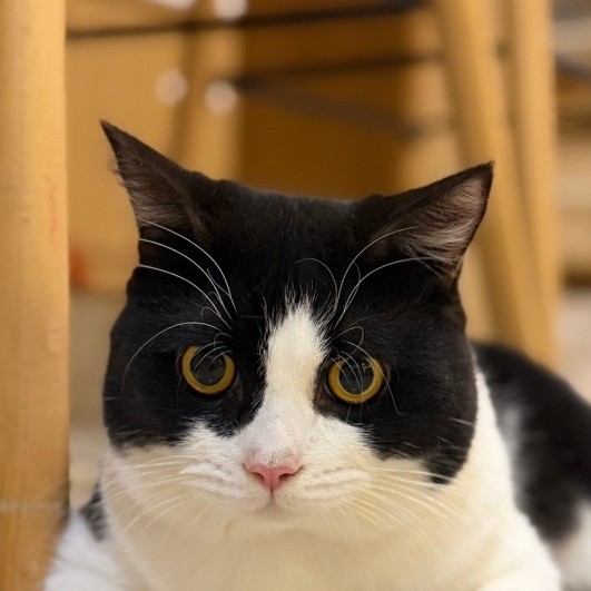 British short hair kucing jantan