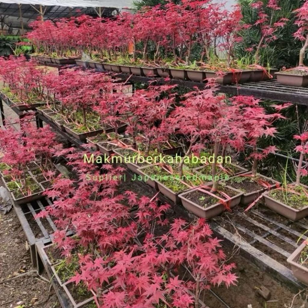 Tanaman Hias Bonsai Maple Japanese Red Original - Bahan Bonsai Maple Japanese Red - Acc