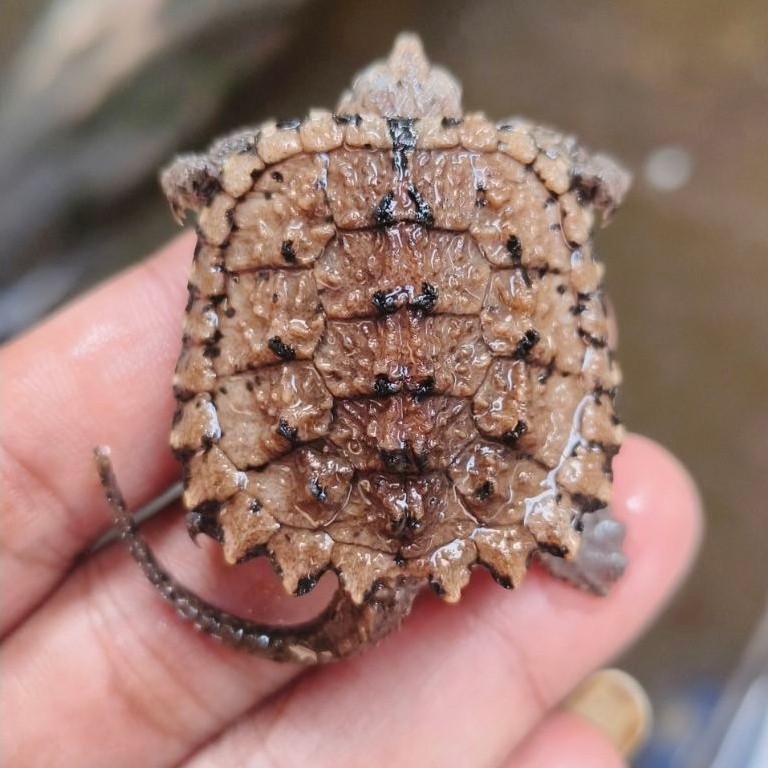 hiasan kura cst common snapping turtle
