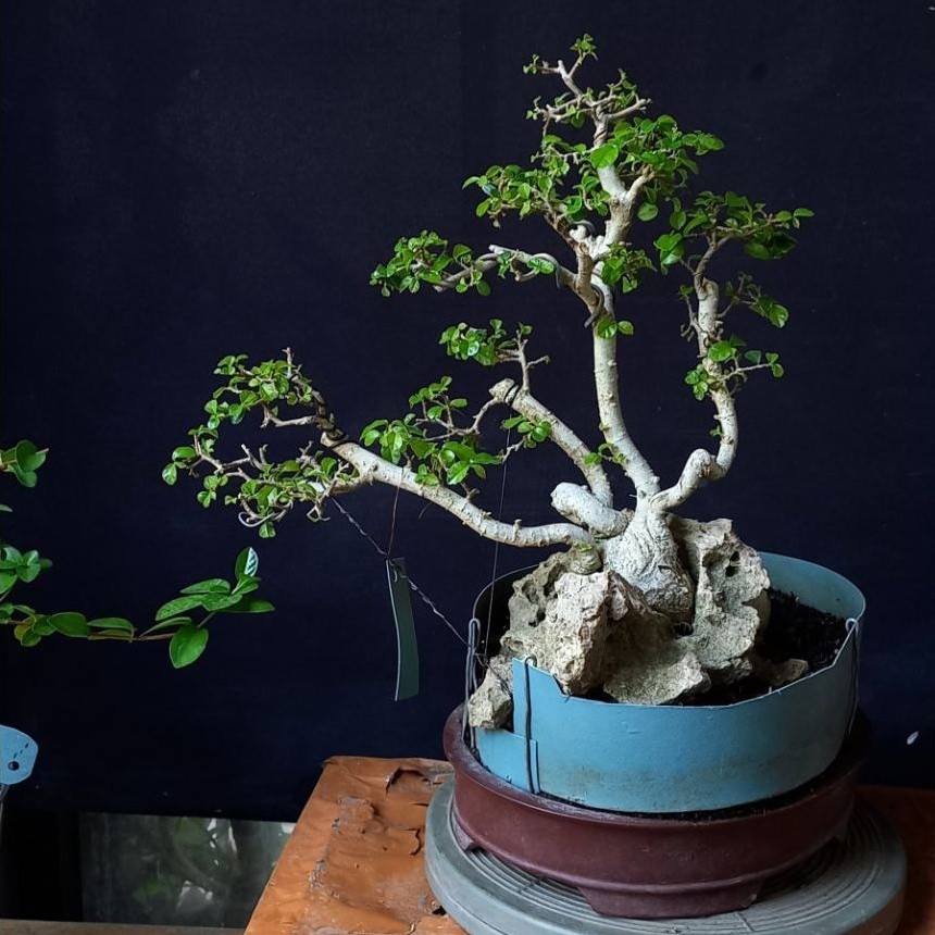 Bonsai serut grouping OTR
