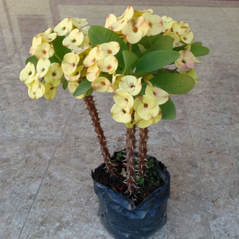 bunga euphorbia kuning