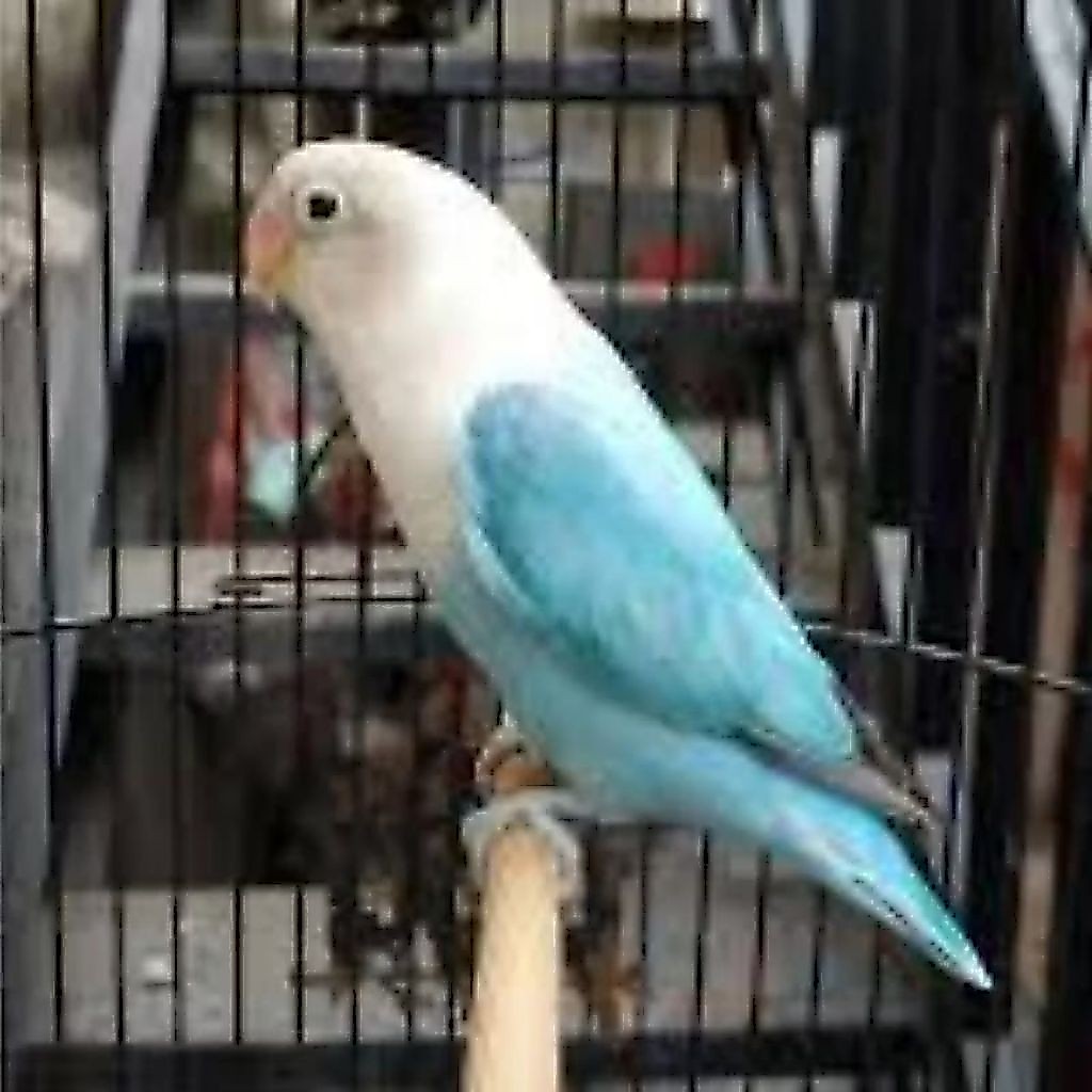 Burung Love Bird Biola Blue Lovebird Biola Blue Pilihan Co