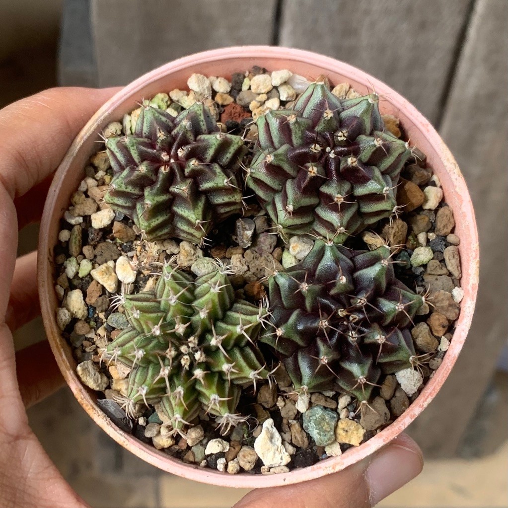 paket gymnocalycium hybrid seedling seeding > Astrophytum capricorne hybrid kaktus astro capricorn t