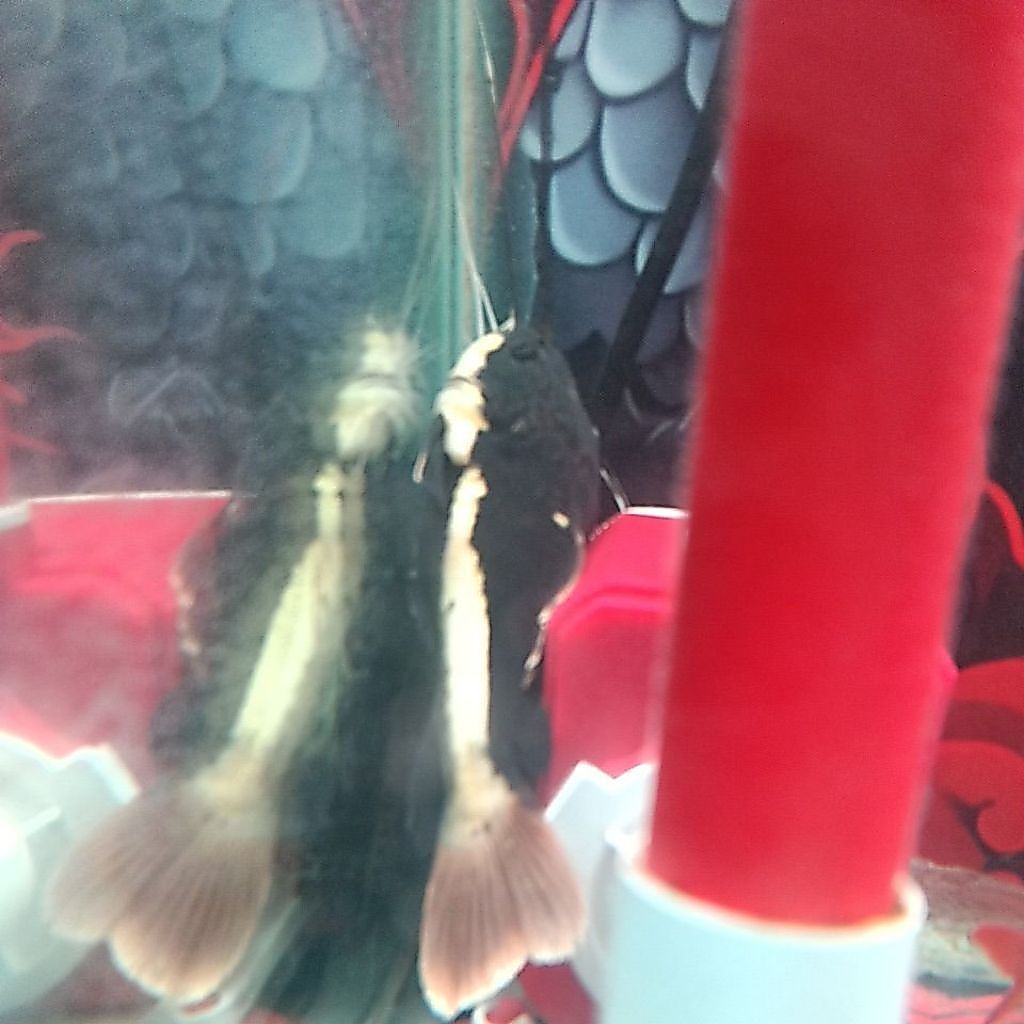 Kebutuhan Aquarium Rtc Sb