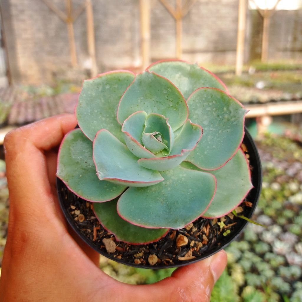 Echeveria Da Vinci Code