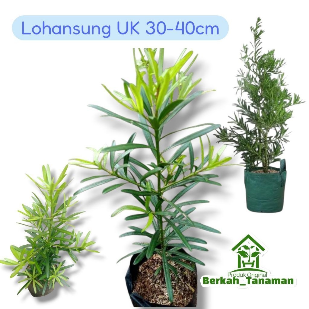 tanaman hias lohansung - tanaman lohansung bahan bonsai - lohansung - bonsai lohansung - pohon lohan