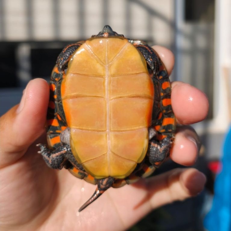 Makanan Pakan Pelet Ikan Kura Kura Picta Picta Painted Turtle Ukuran 6cm Mainan Anak Hiasan Aquarium