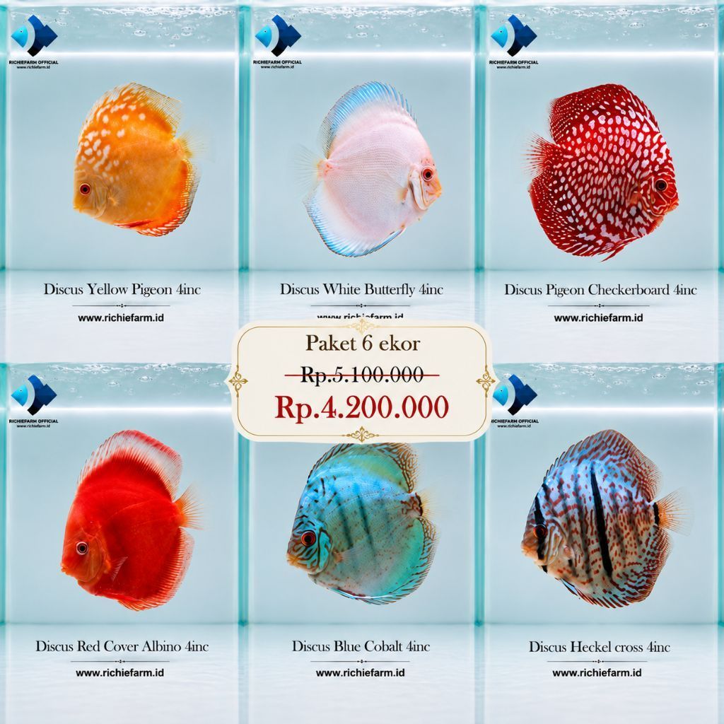 Paket 6 Ekor Ikan Discus 4 Inch – Heckel, Red Melon, Red Pigeon, Golden Raflesia, Pigeon Snake, Blue