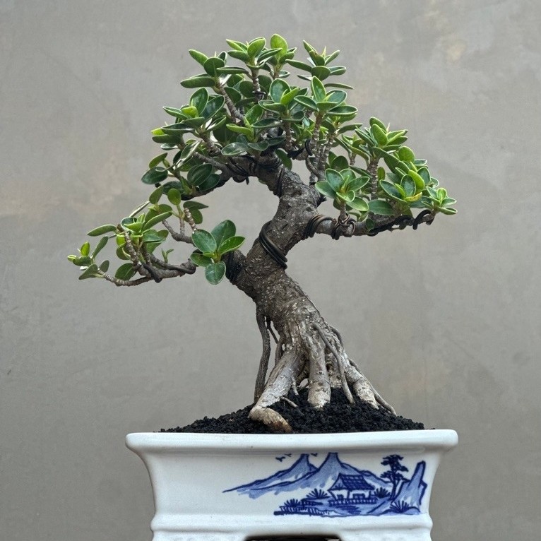 Bonsai Ficus Dolar mangkok