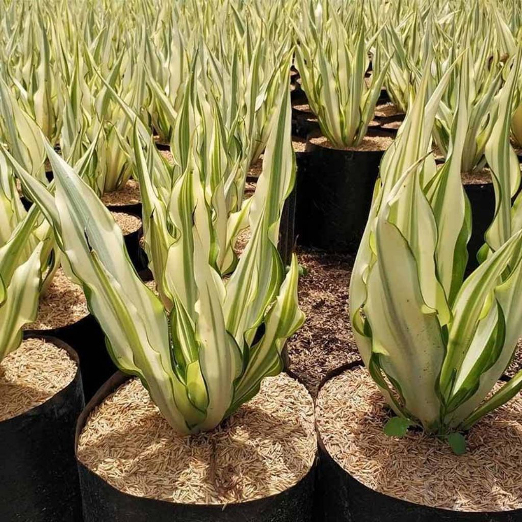 tanaman hias agave variegata putih jumbo