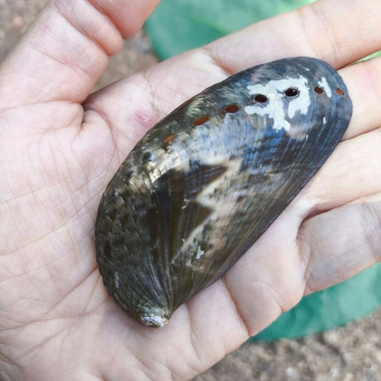 Cangkang Kerang Abalone Mata Tujuh Warna Natural Asli Laut