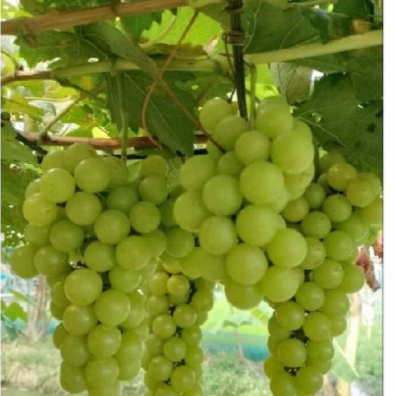 Bibit Anggur Diamond Muscat rs Import