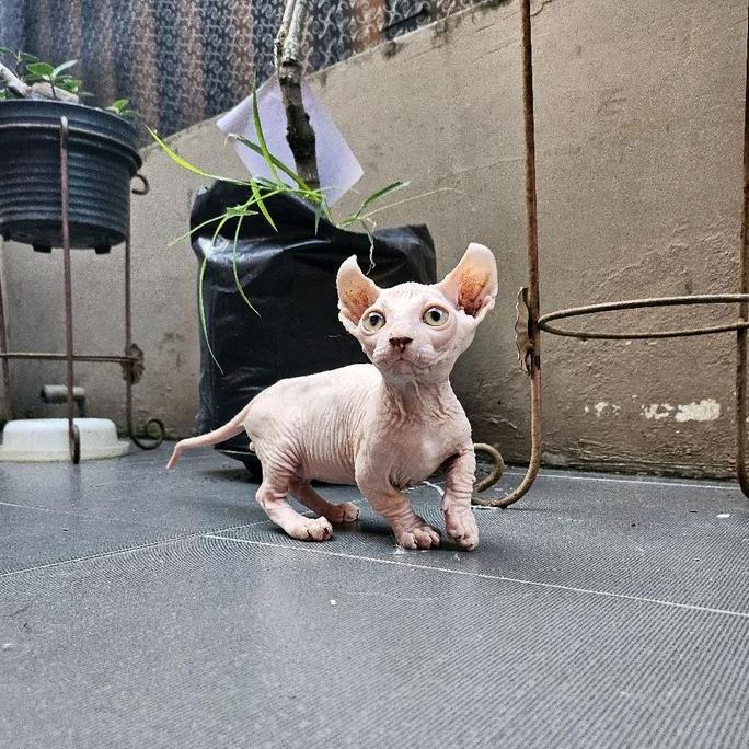Kitten Dwelf Bambino Sphynx