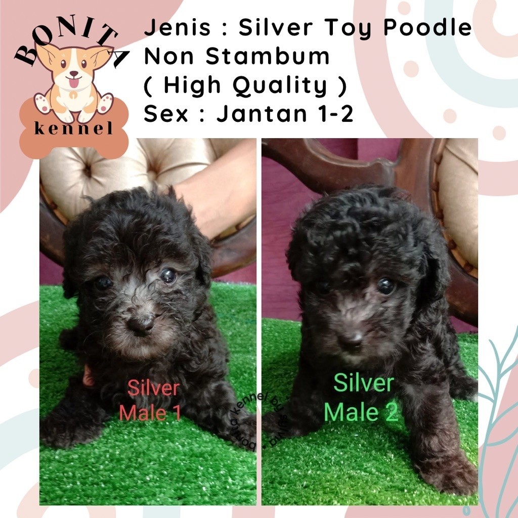 Silver Toy Poodle Non Stambum Fawn Anak Anjing Poodle Toy Tiny Jantan Betina