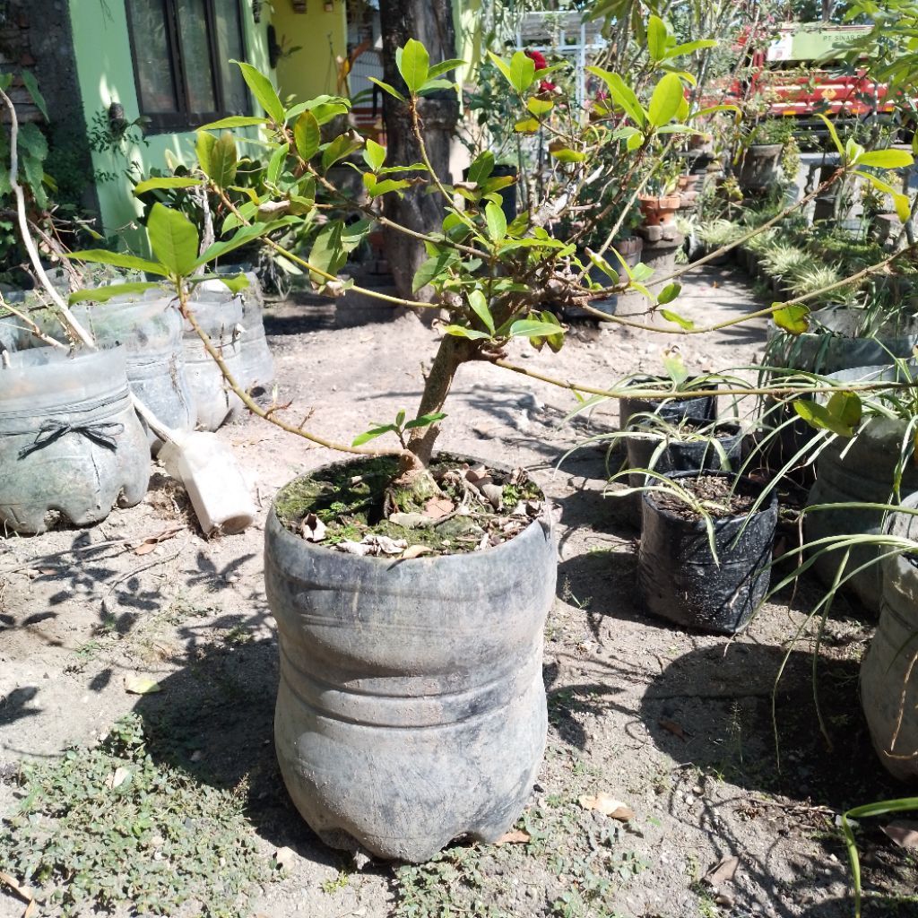 BONGGOL LOA BONSAI TIN/ ARA/ FIG INDUKKAN SEHAT WALAFIAT AMAN SENTAOSA GROSIR MURAH TREN VIRAL SHOPE