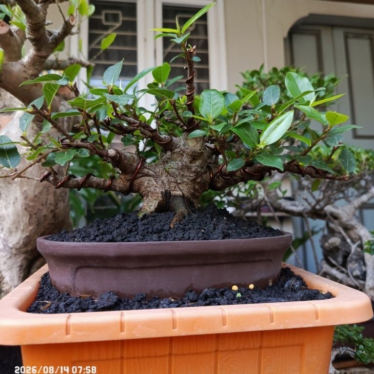 Bonsai Loa bahan kontes Sito/mame 10-12cm masih progres