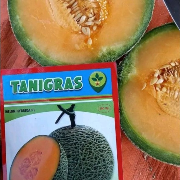 Benih Bibit Melon Orange Top Red F1, Tahan penyakit (Produksi Tinggi Rock Melon) Isi 500 Butir, Kada