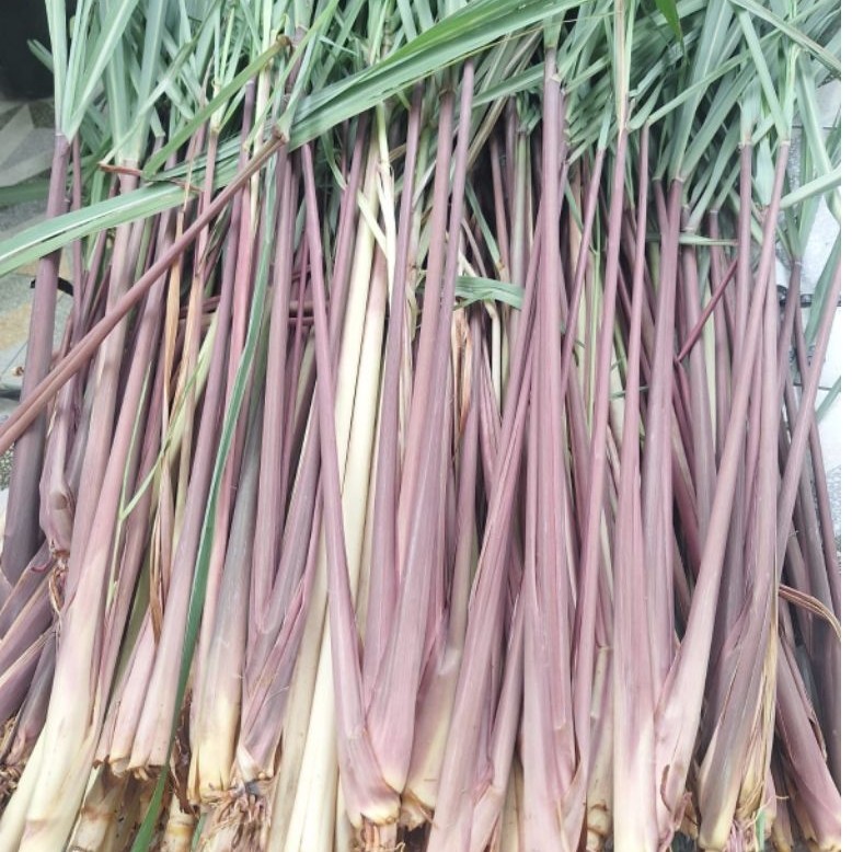 Sereh Merah Serai Wangi fresh Segar