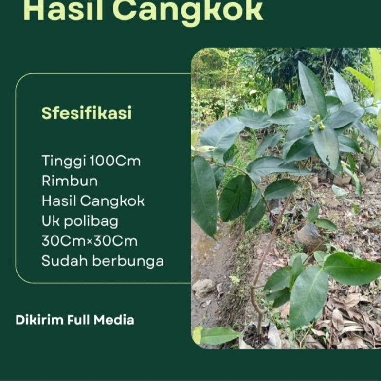 Bibit Jambu Madu Deli Hasil Cangkok_Bersertifikat