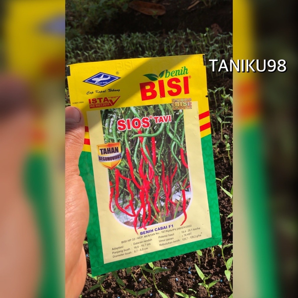 BENIH CABE SIOS TAVI -+2000 butir