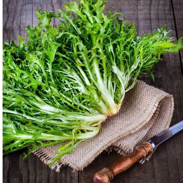 10 BIJI BENIH SELADA ENDIVE
