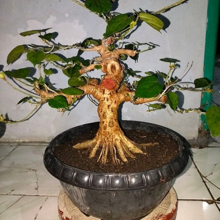 Bonsai waru India program akar prospek