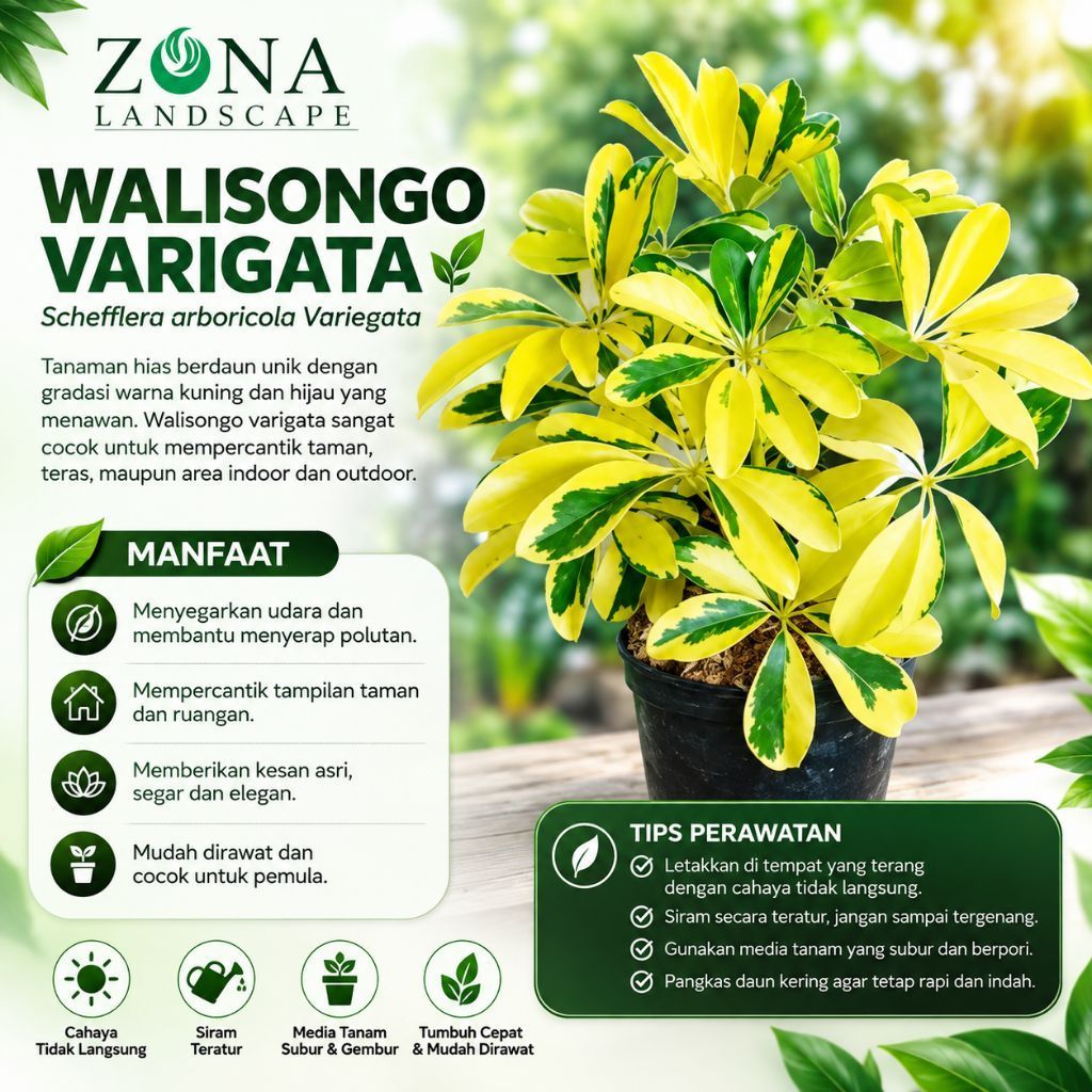 TANAMAN HIAS WALISONGO VARIGATA - Bibit pohon walisongo varigata