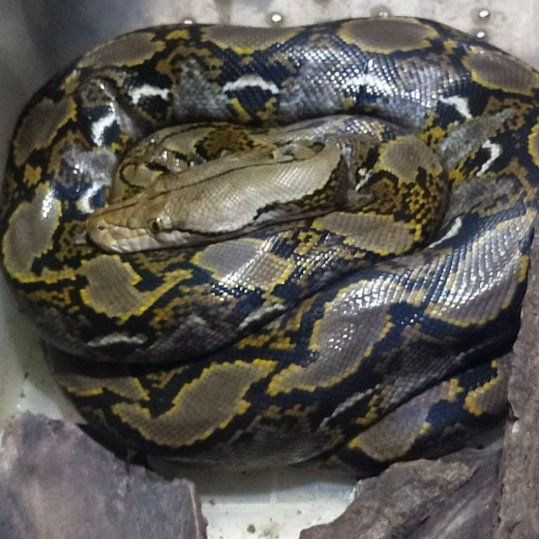 ular retic python 3 meter