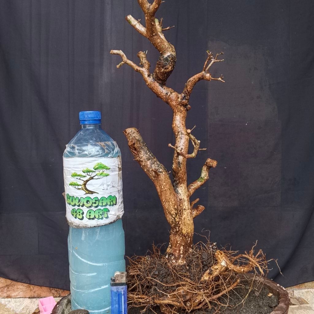 Bahan Bonsai Buchida atau Geometri Formal Meliuk Akar Bagus Cabang Ada Medium Size Real Pict1