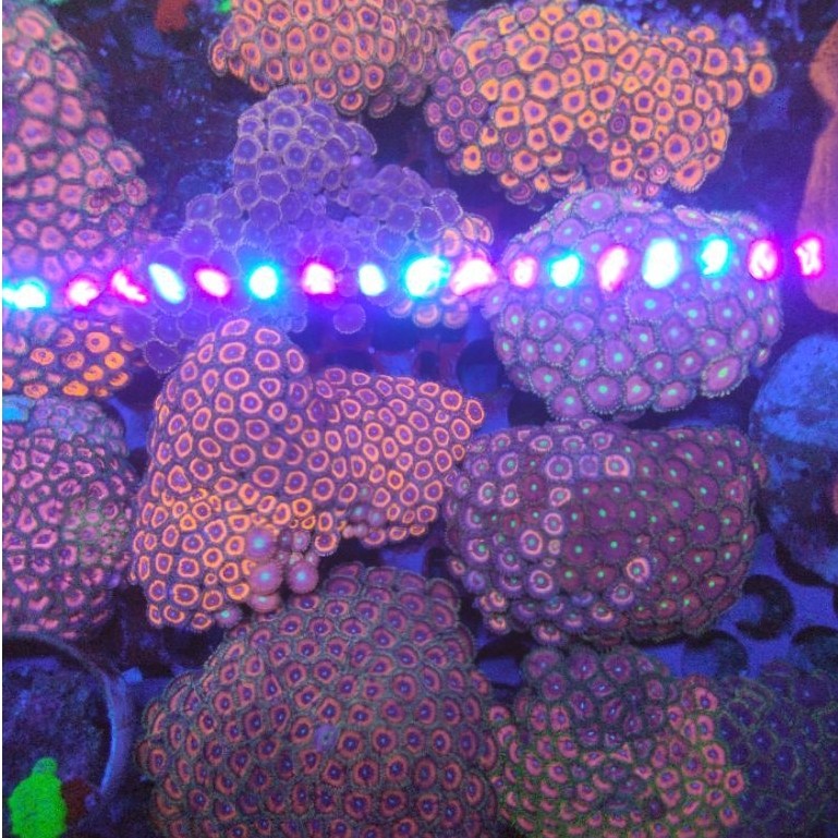 zoa koloni mix